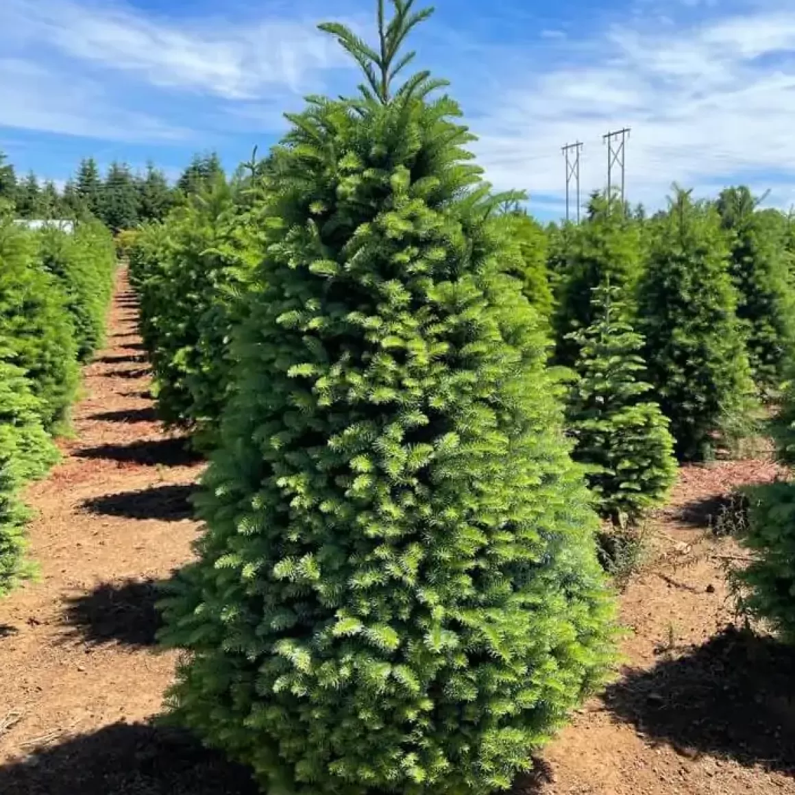 Store 10Ft Noble Fir Premium Grade Live Christmas Trees From Usa Christmas Trees