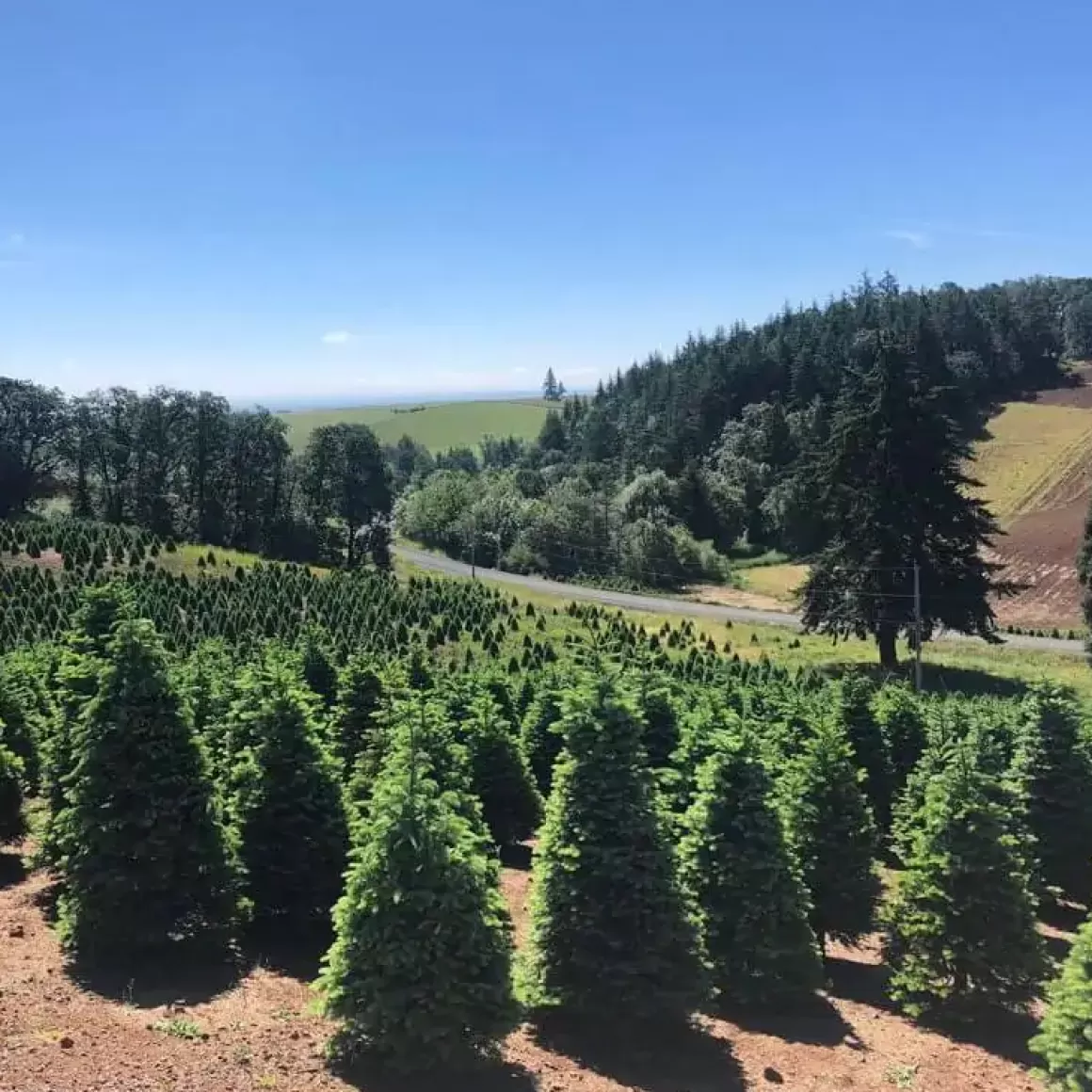 Store 10Ft Noble Fir Premium Grade Live Christmas Trees From Usa Christmas Trees