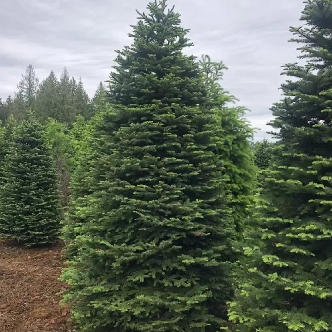 Fashion 11Ft Noble Fir Premium Grade Live Christmas Trees From Usa Christmas Trees