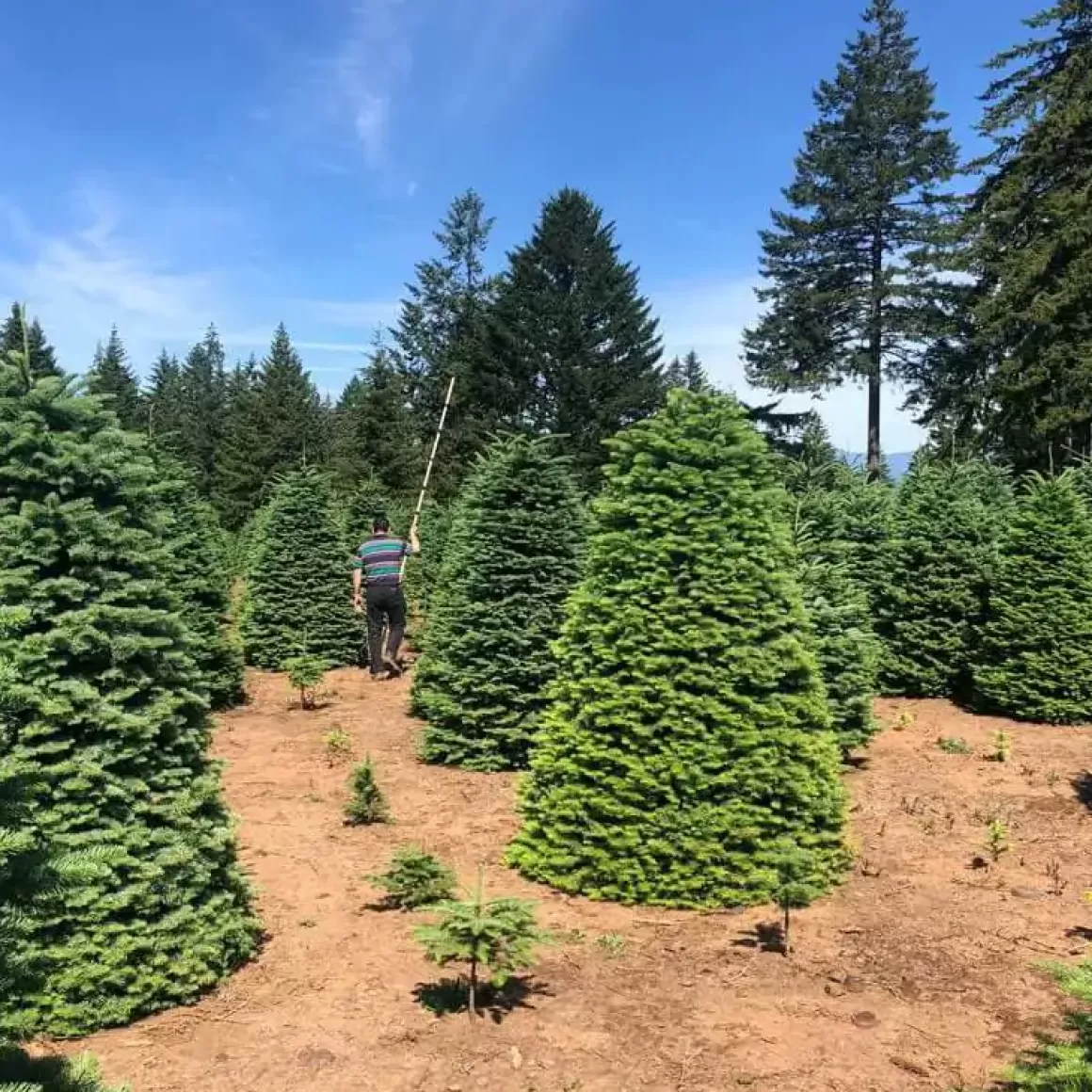 Online 12Ft Noble Fir Premium Grade Live Christmas Trees From Usa Christmas Trees