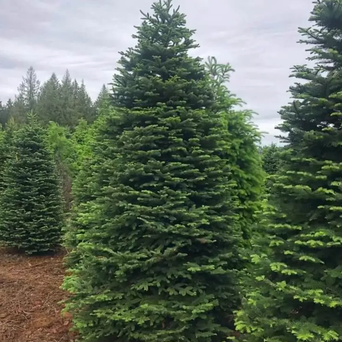 Online 12Ft Noble Fir Premium Grade Live Christmas Trees From Usa Christmas Trees