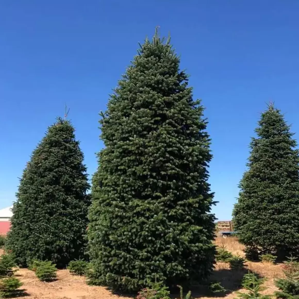 Online 12Ft Noble Fir Premium Grade Live Christmas Trees From Usa Christmas Trees