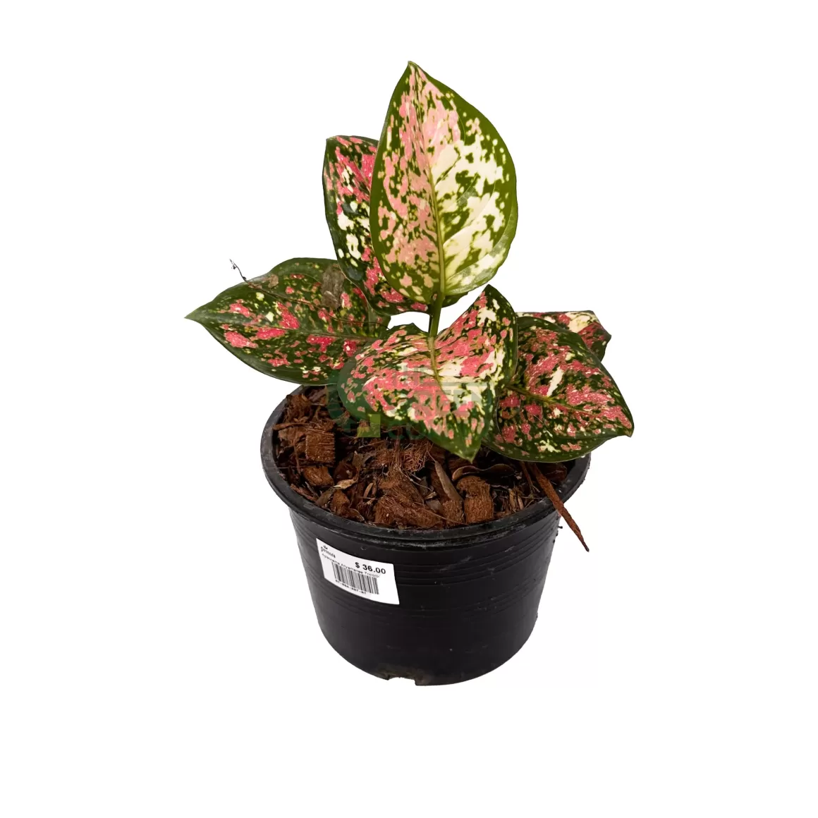 Clearance Aglaonema Anyamanee Tricolour Aglaonema