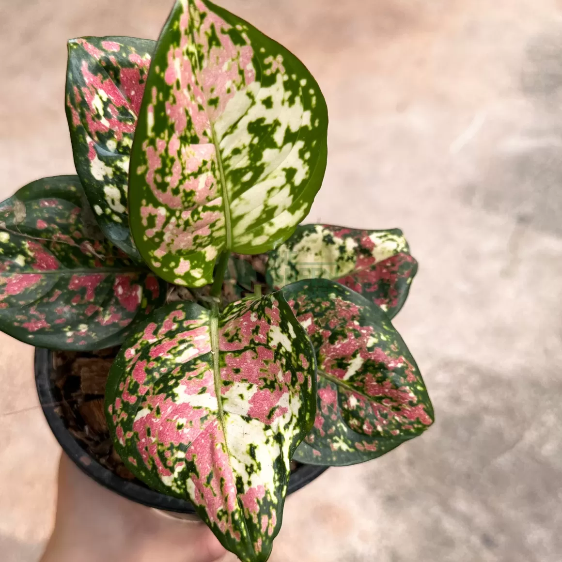 Clearance Aglaonema Anyamanee Tricolour Aglaonema