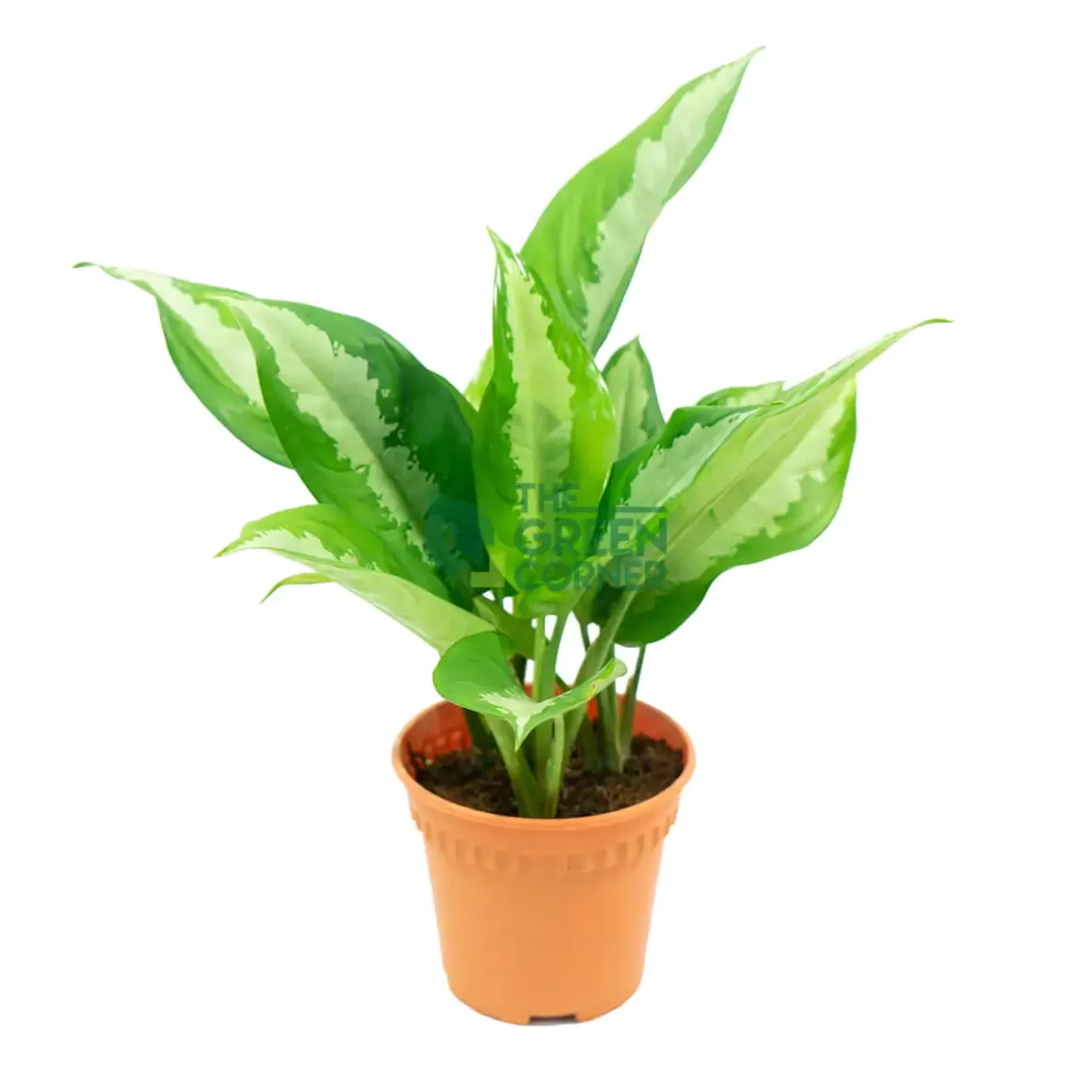 Shop Aglaonema Pattaya Beauty Pot 150Mm Aglaonema