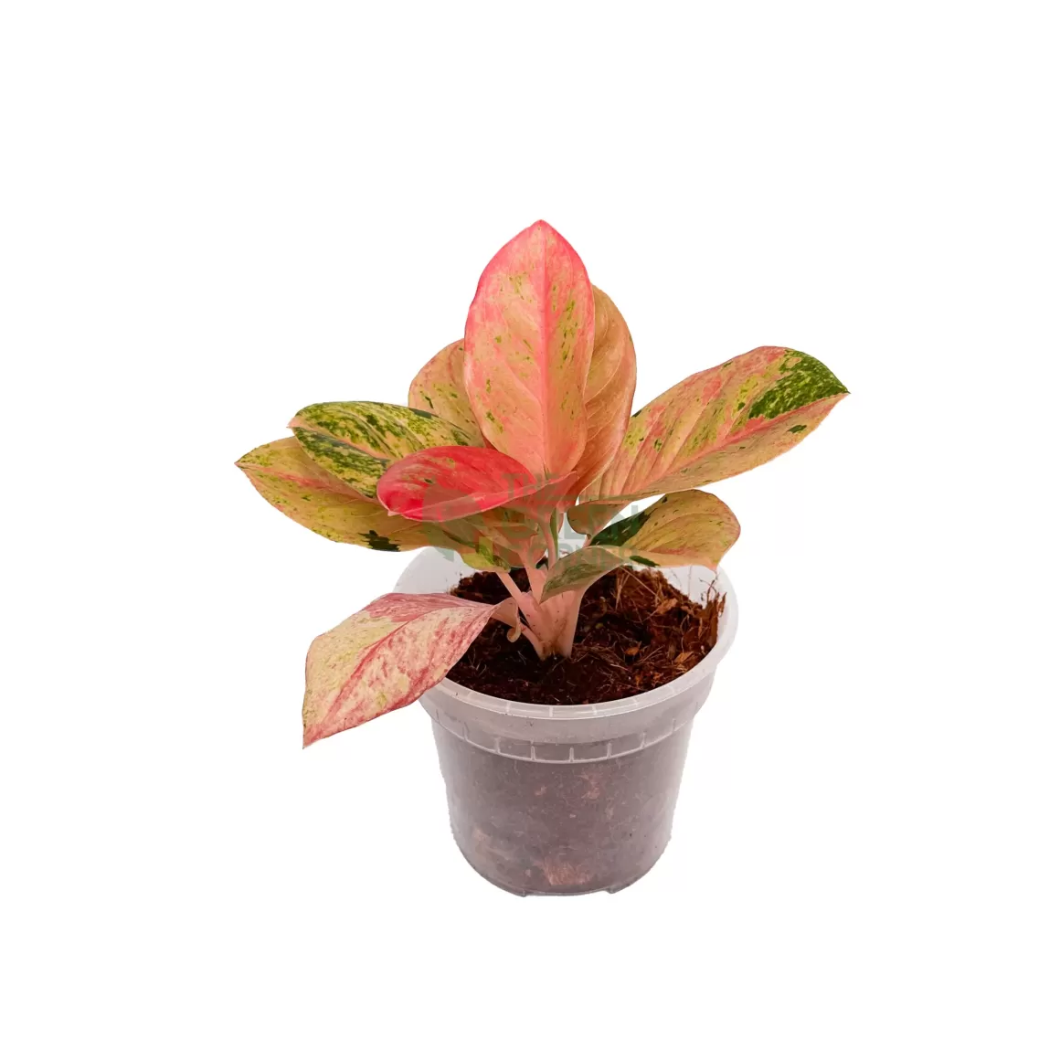 Online Aglaonema Pink Emerald Aglaonema