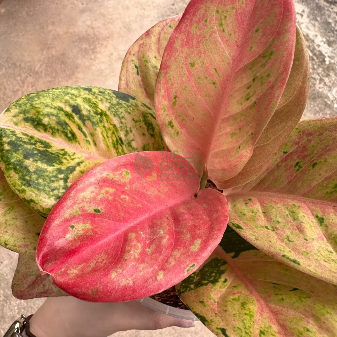 Online Aglaonema Pink Emerald Aglaonema