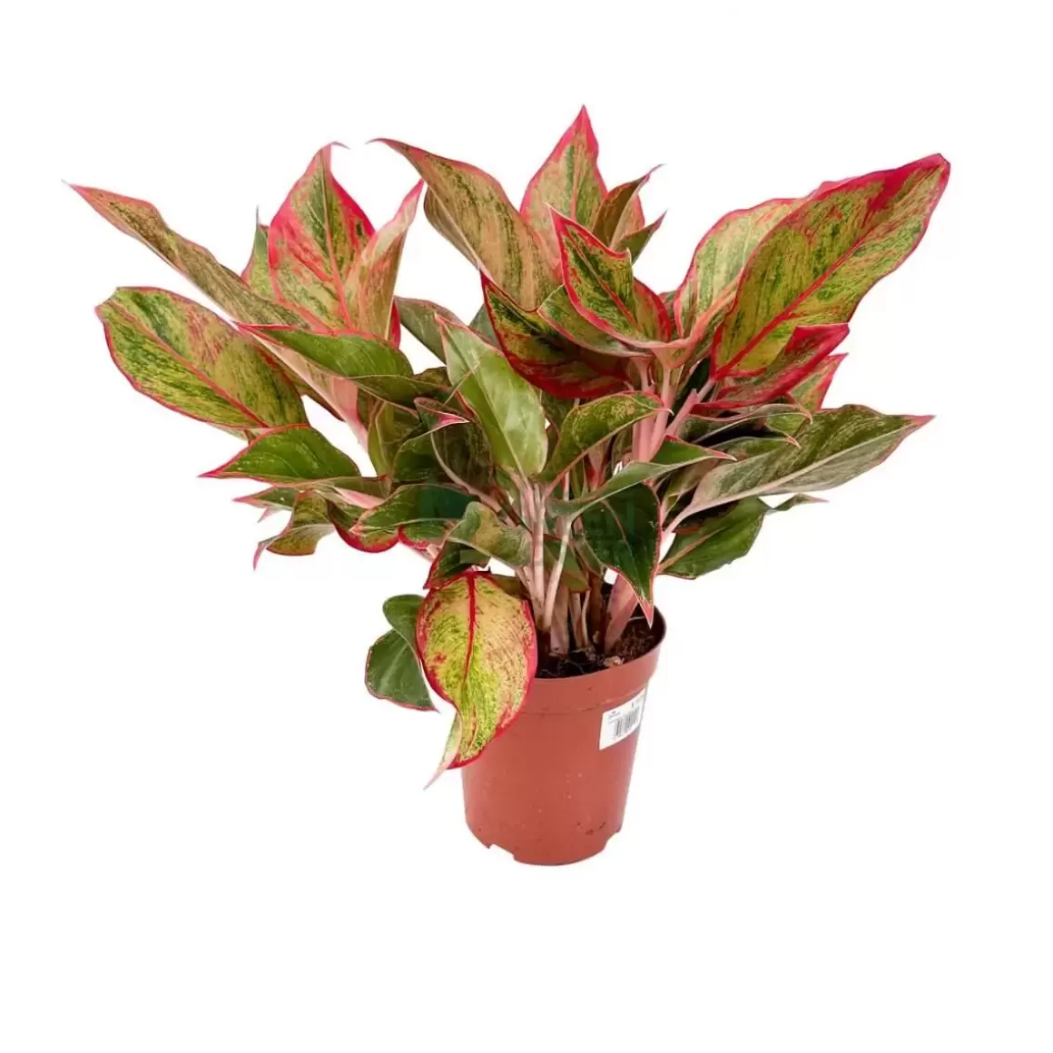 Hot Aglaonema Pink Siam Aglaonema