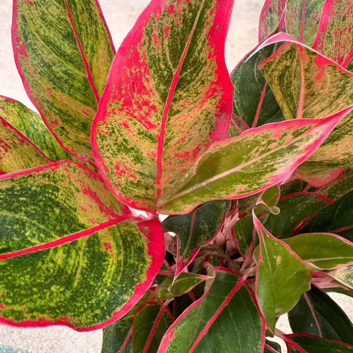 Hot Aglaonema Pink Siam Aglaonema