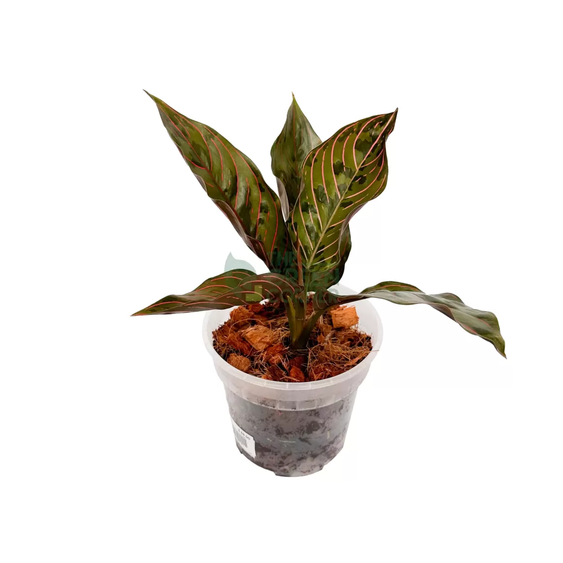 Flash Sale Aglaonema Red Army Suroso Aglaonema