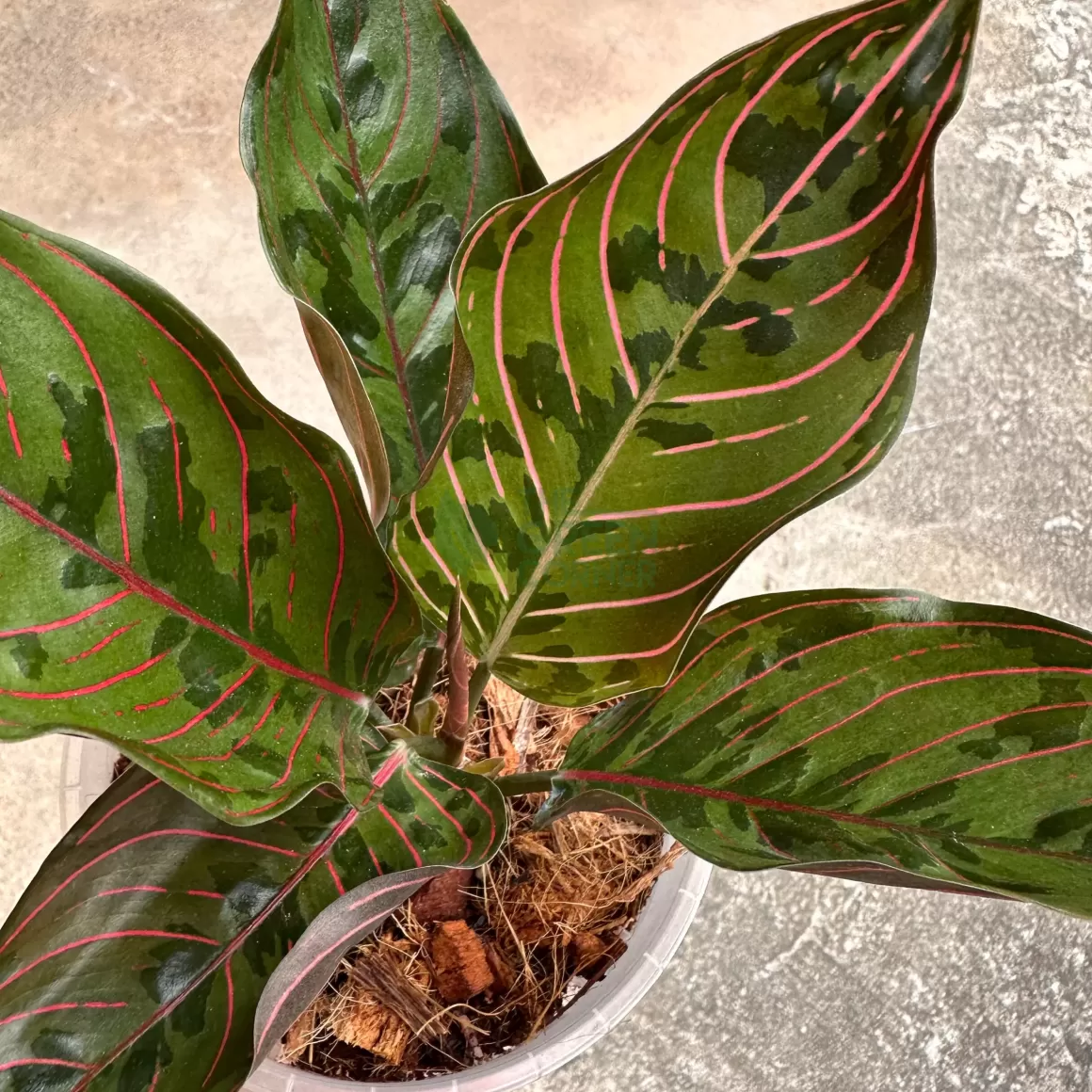 Flash Sale Aglaonema Red Army Suroso Aglaonema