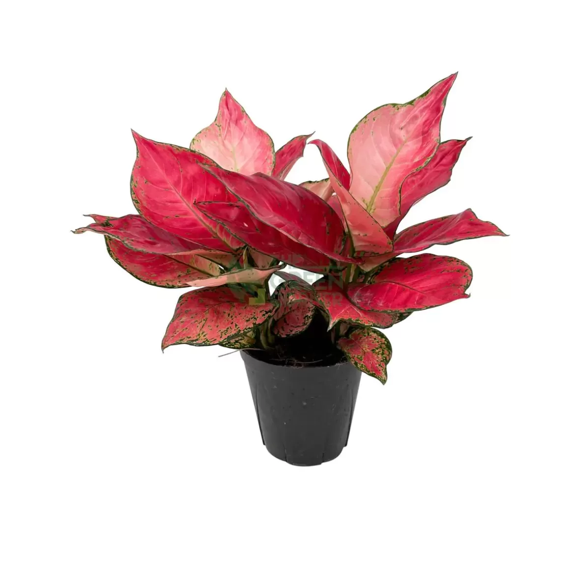 Shop Aglaonema Red Master Aglaonema