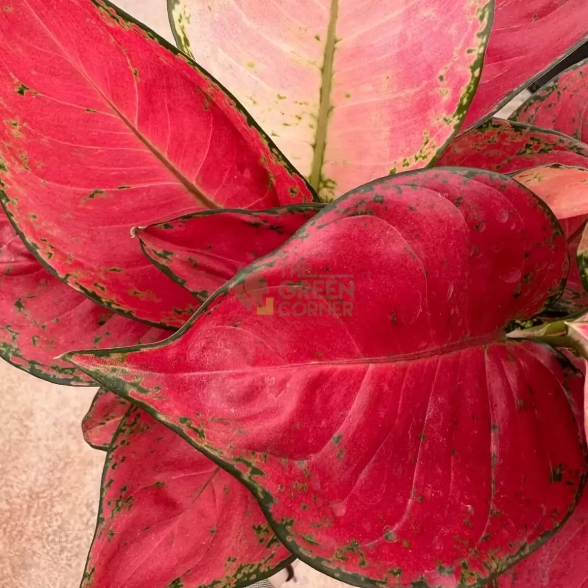 Shop Aglaonema Red Master Aglaonema