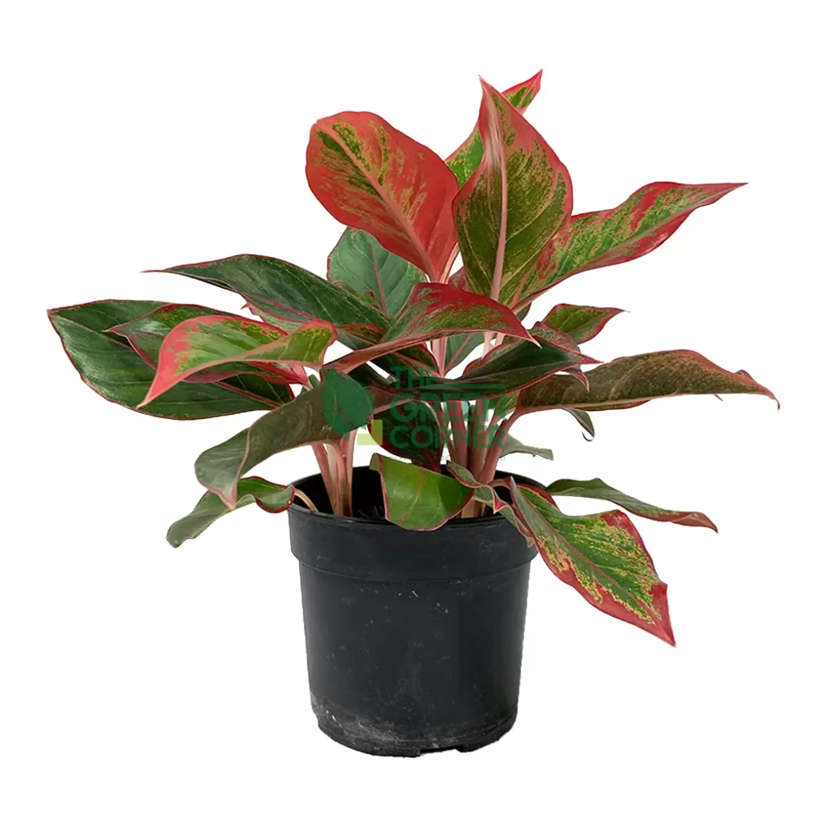 Store Aglaonema Red Siam Pot 110Mm Aglaonema