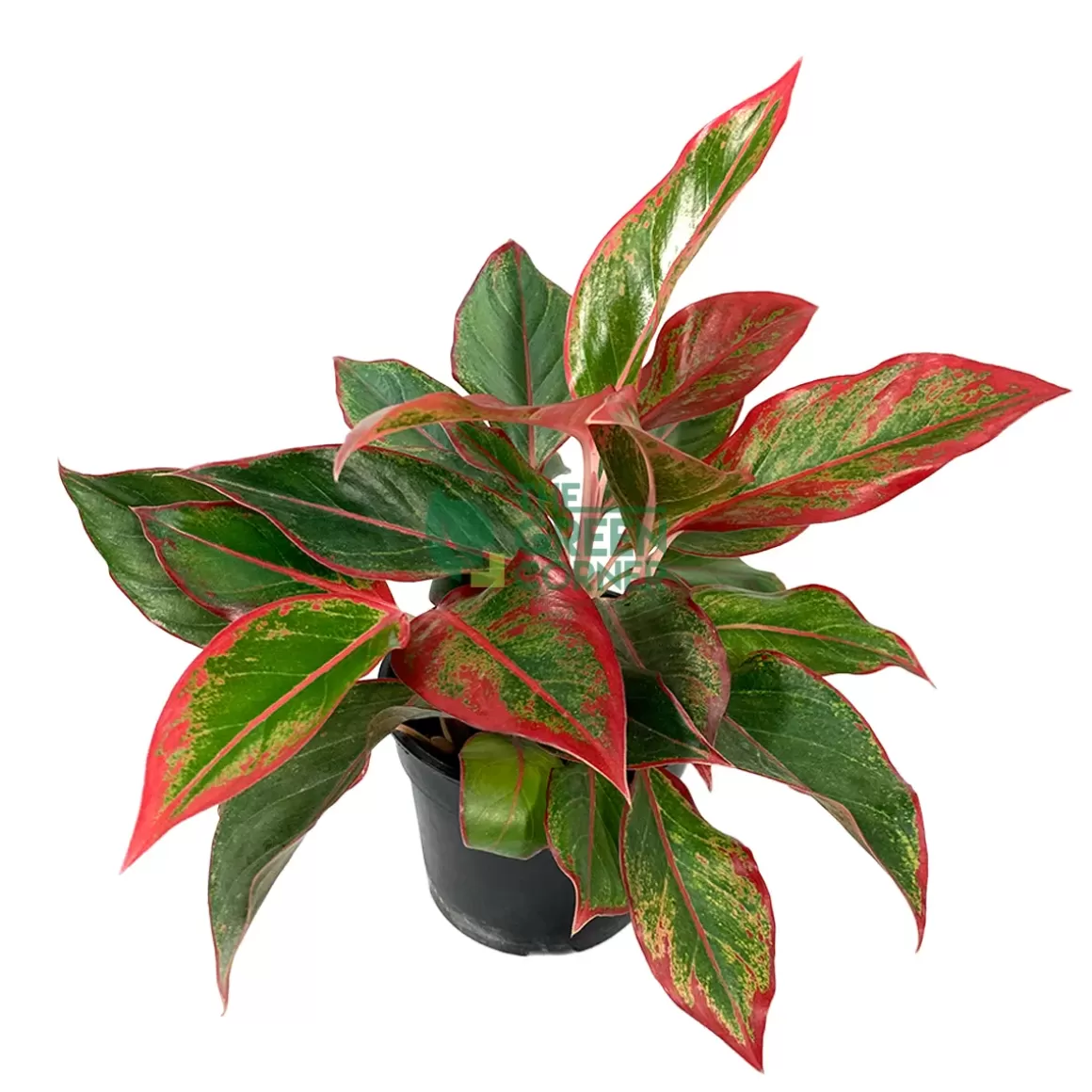 Store Aglaonema Red Siam Pot 110Mm Aglaonema