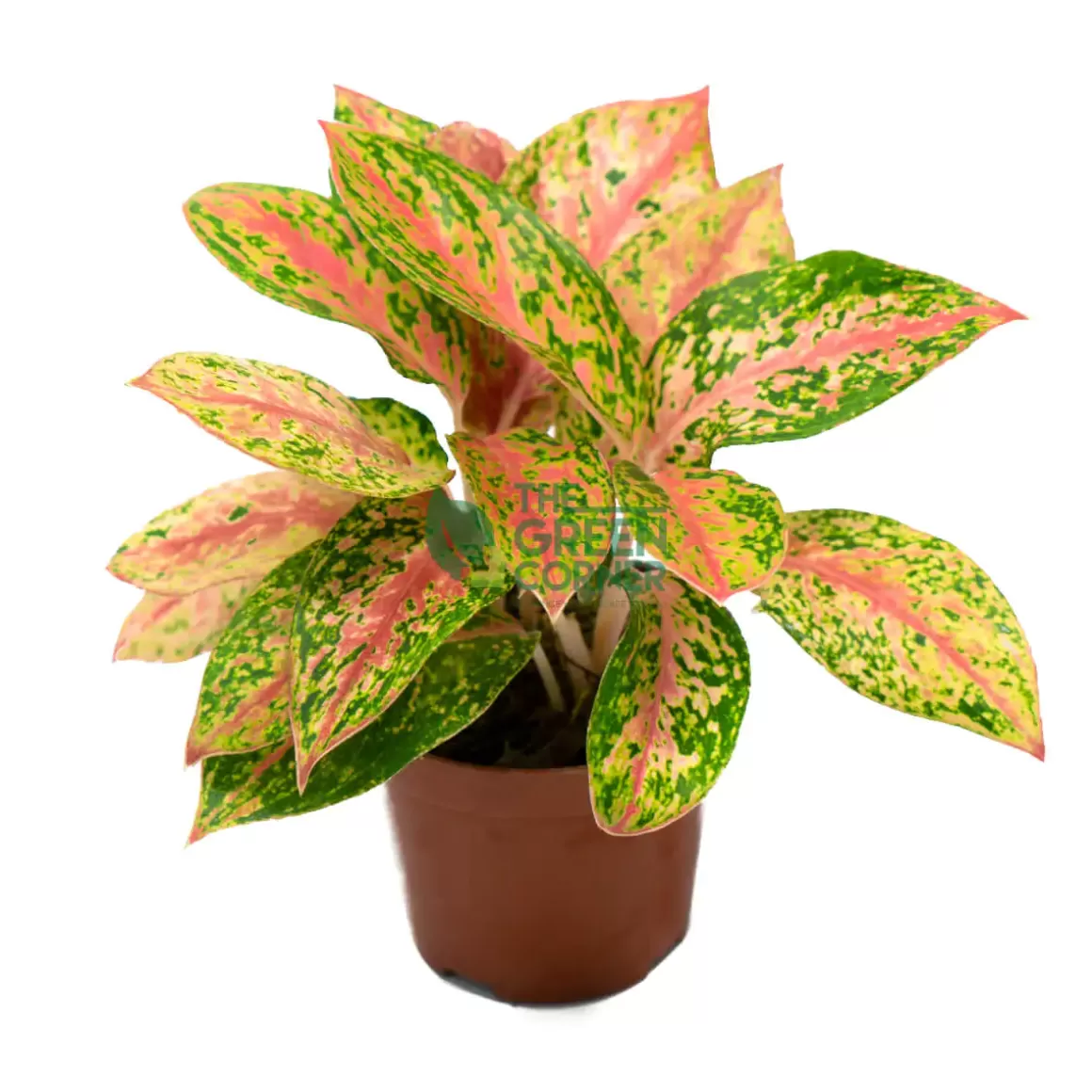 Cheap Aglaonema Securities Pot 80Mm Aglaonema