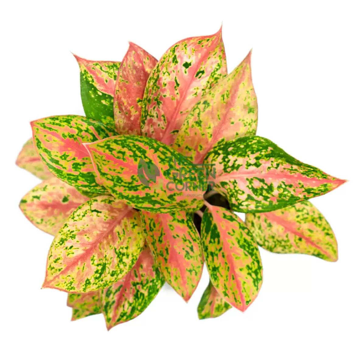 Cheap Aglaonema Securities Pot 80Mm Aglaonema