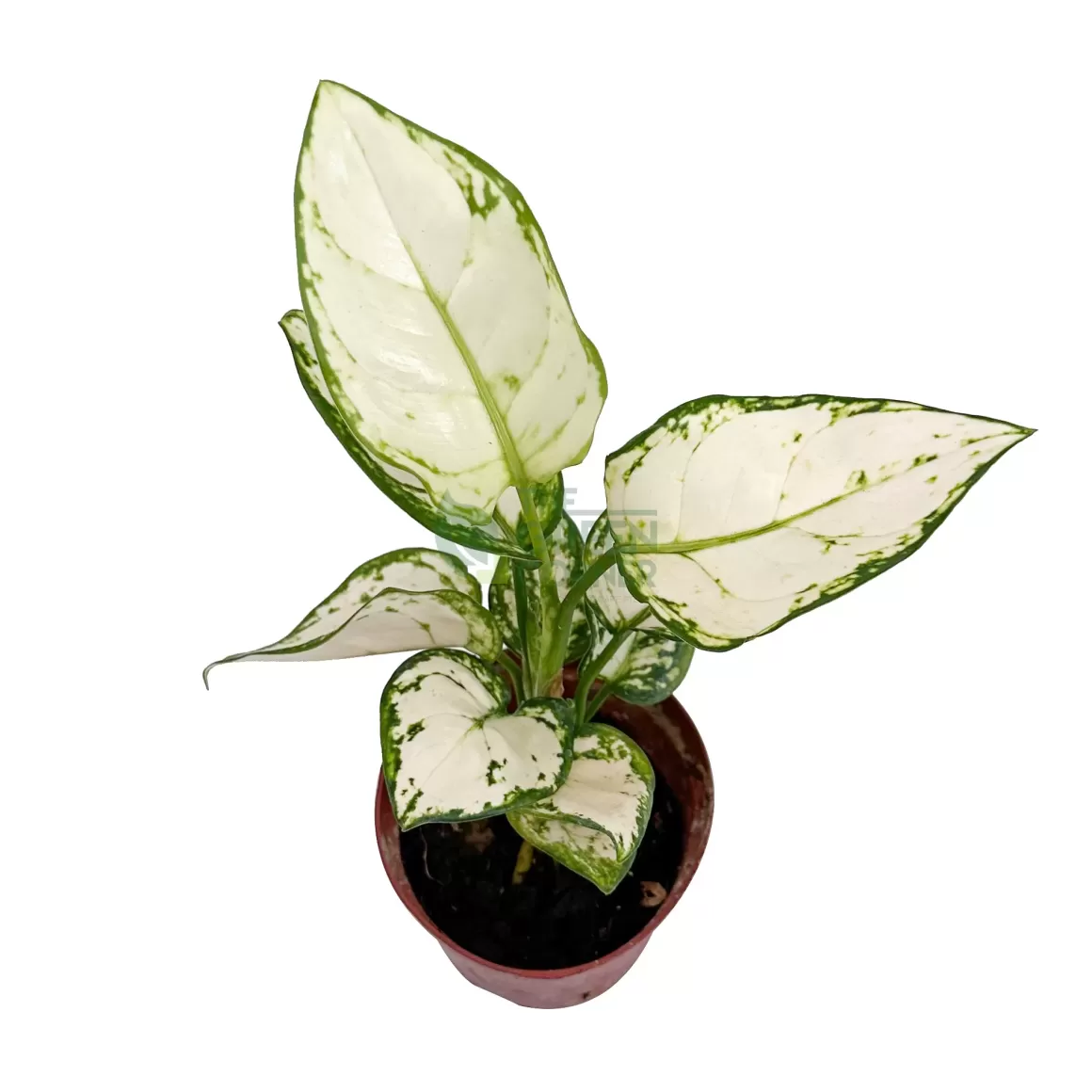 Hot Aglaonema White Joy Aglaonema