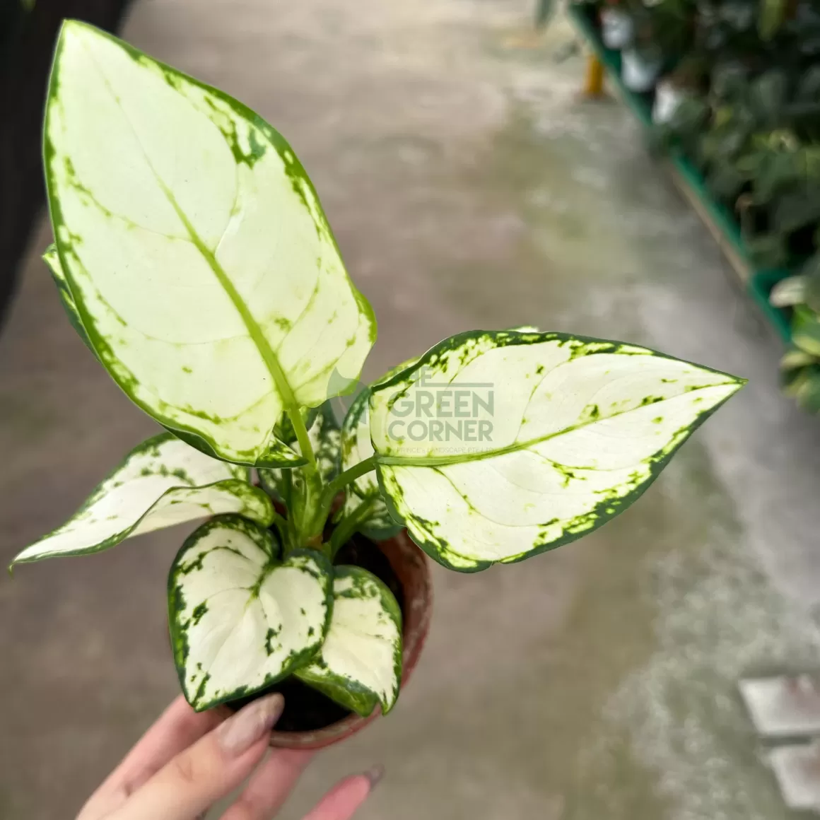 Hot Aglaonema White Joy Aglaonema