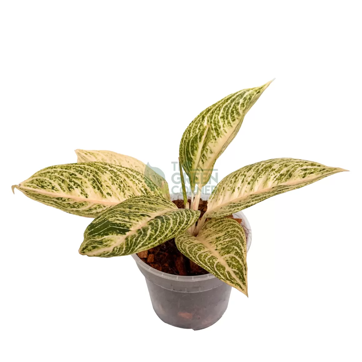 Cheap Aglaonema White Legacy Aglaonema