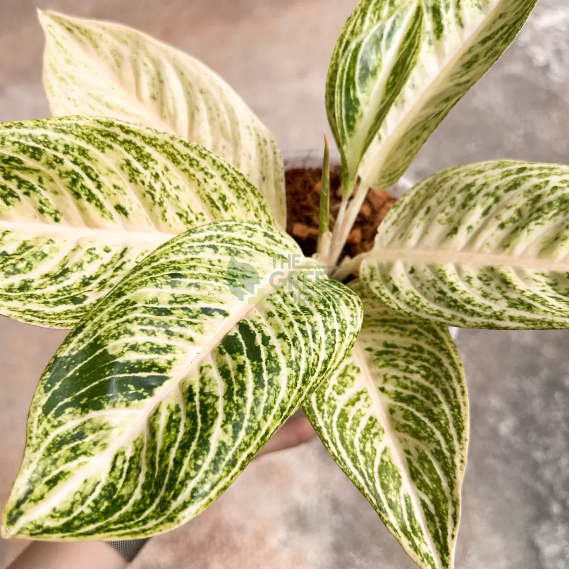 Cheap Aglaonema White Legacy Aglaonema