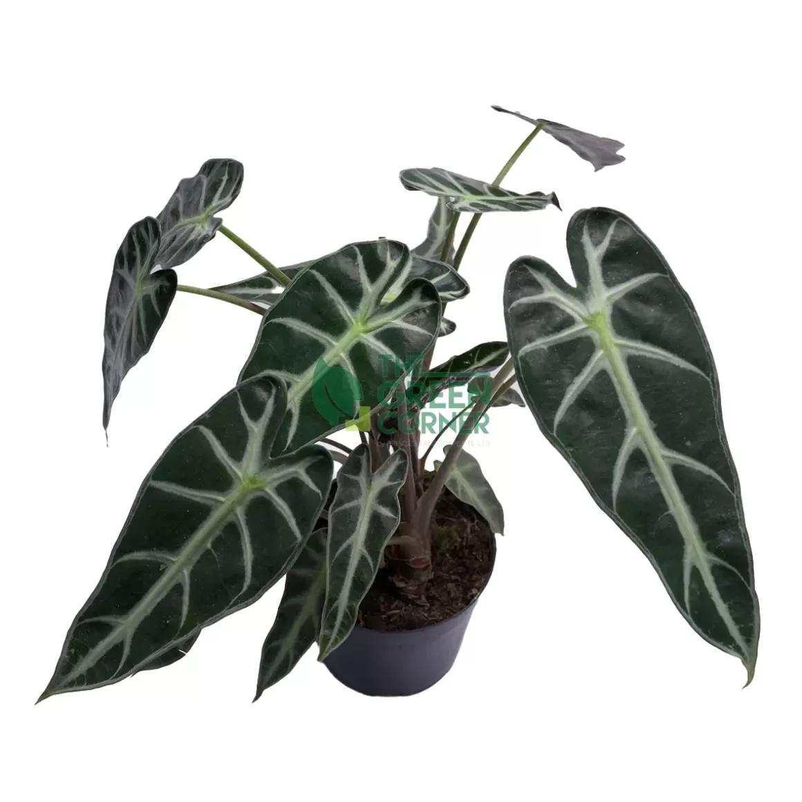 Fashion Alocasia Bambino Pot 110Mm Alocasia