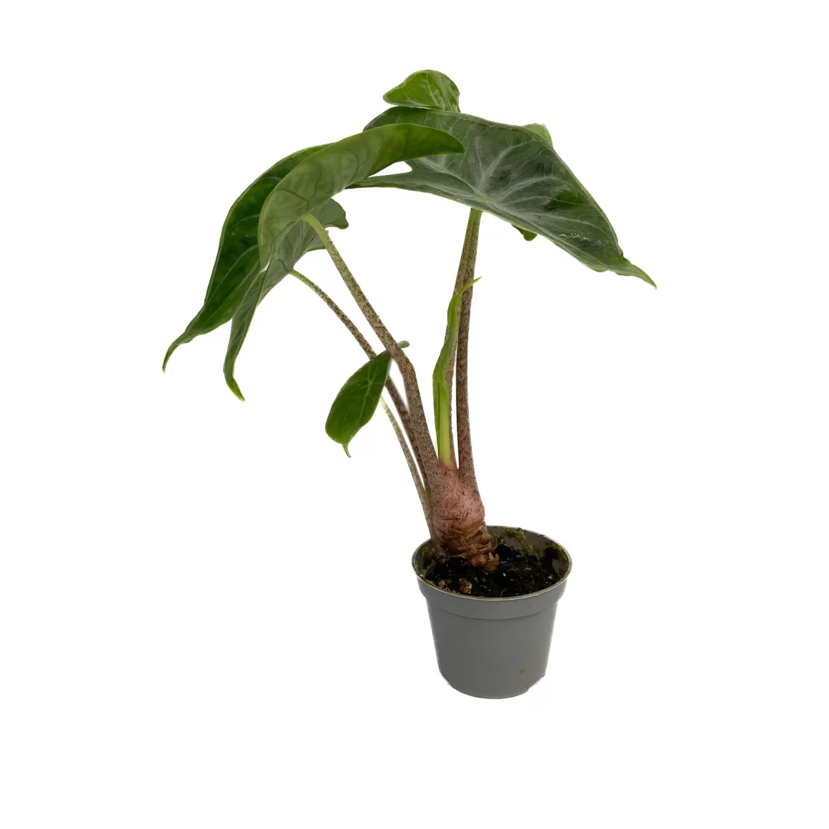 Discount Alocasia Ivory Coast Alocasia