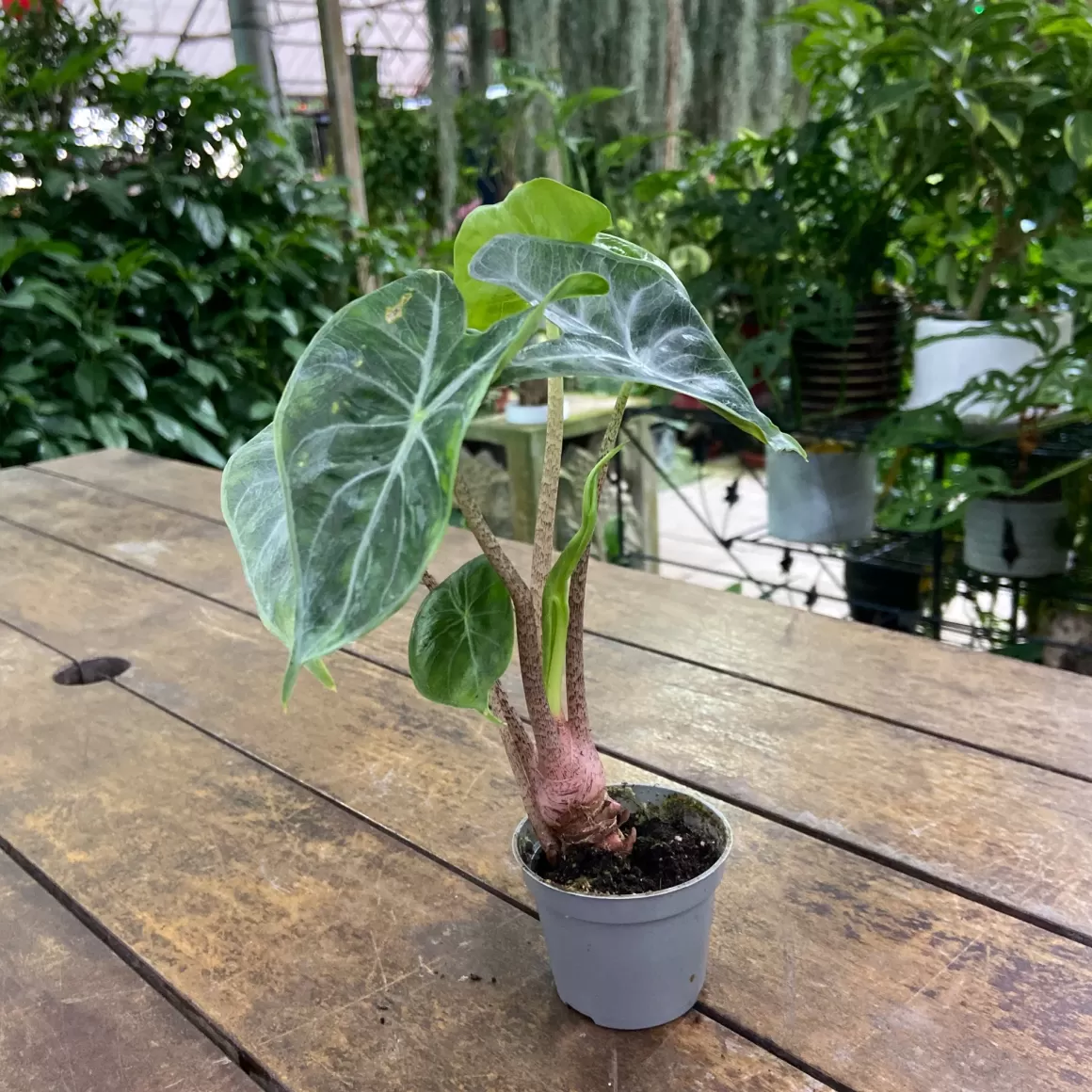 Discount Alocasia Ivory Coast Alocasia