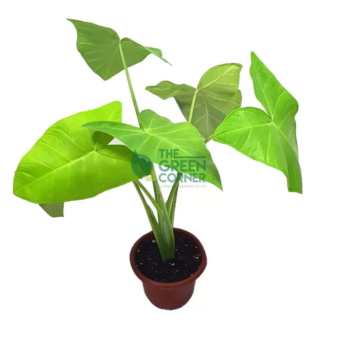 Outlet Alocasia Lime Zinger Pot 120Mm Alocasia