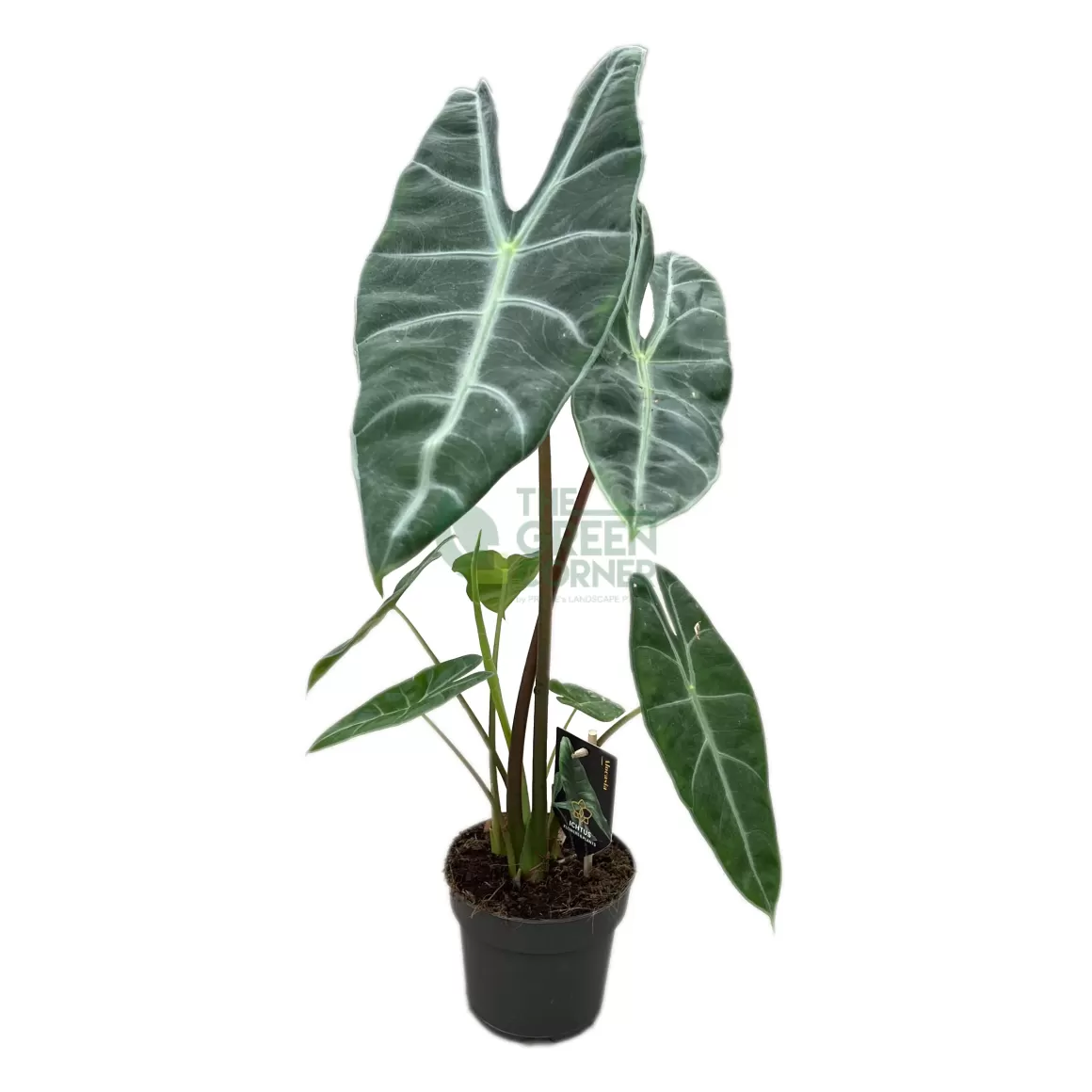 Outlet Alocasia Longiloba Alocasia