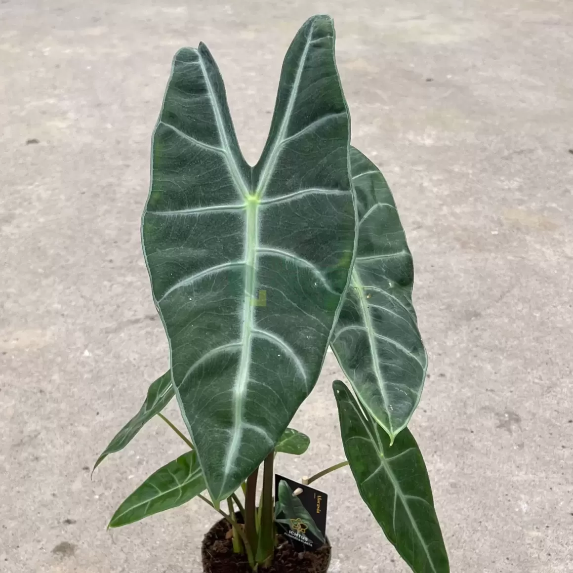 Outlet Alocasia Longiloba Alocasia