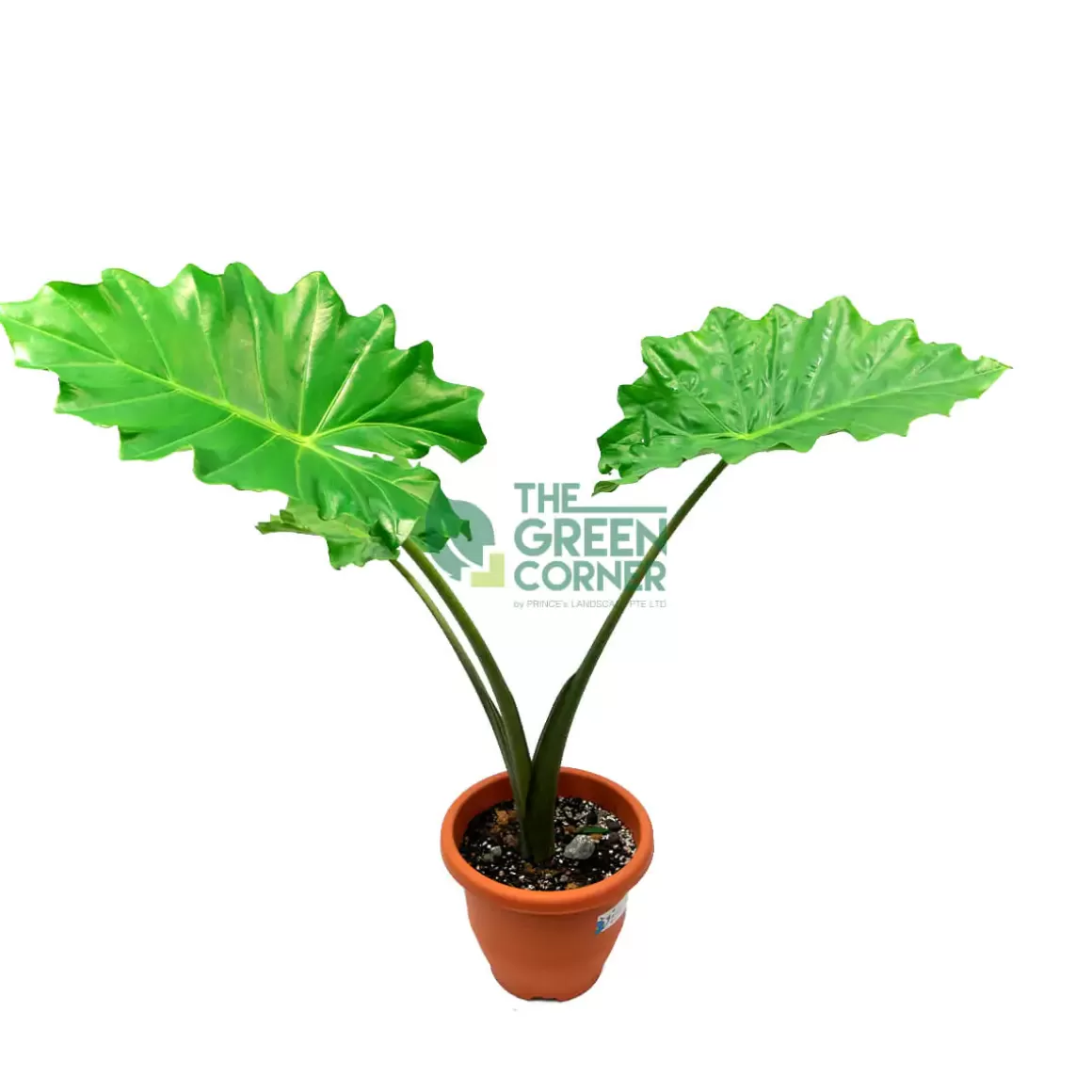 Clearance Alocasia Macrorrhiza Pot 260Mm Alocasia