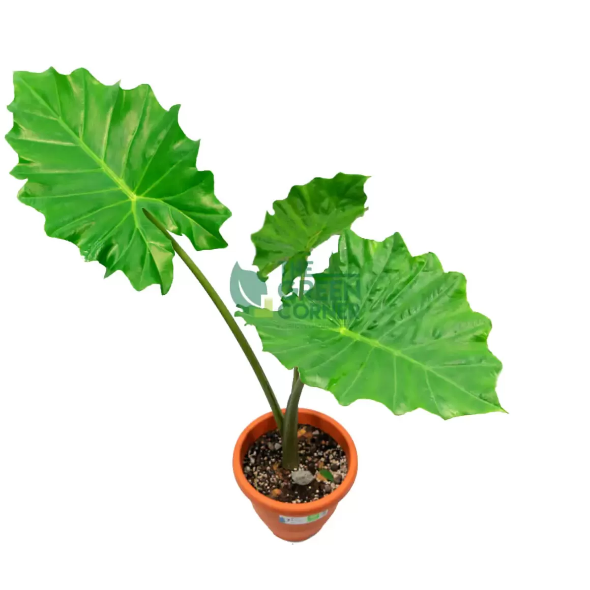 Clearance Alocasia Macrorrhiza Pot 260Mm Alocasia