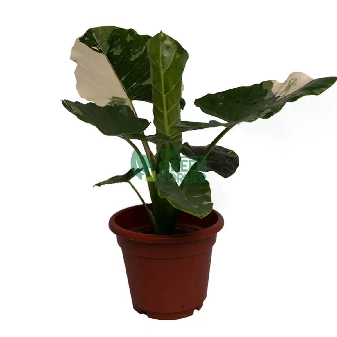 Cheap Alocasia Macrorrhiza Variegata Pot 270Mm Alocasia