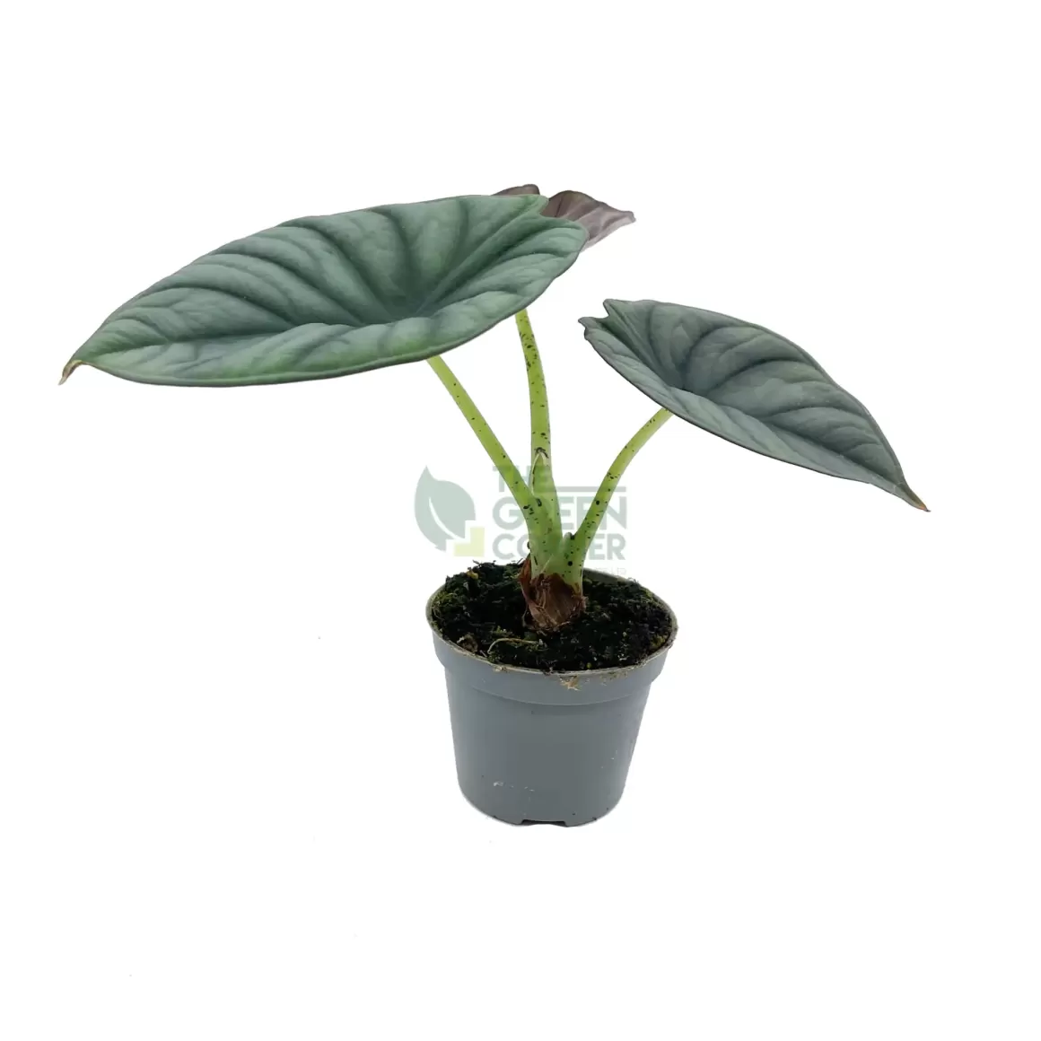 Cheap Alocasia Nebula Alocasia