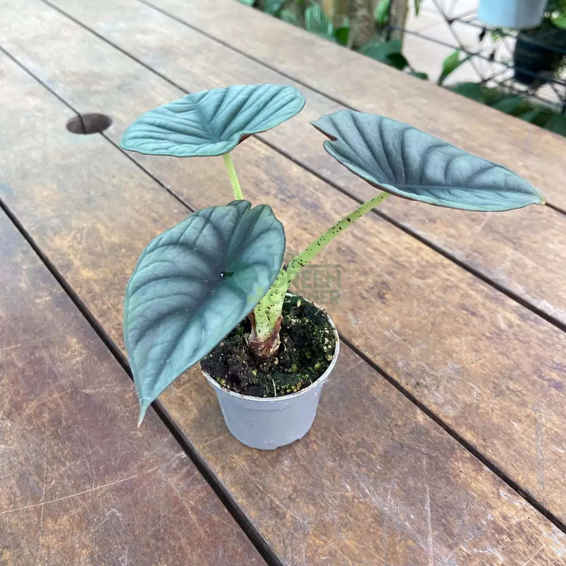 Cheap Alocasia Nebula Alocasia