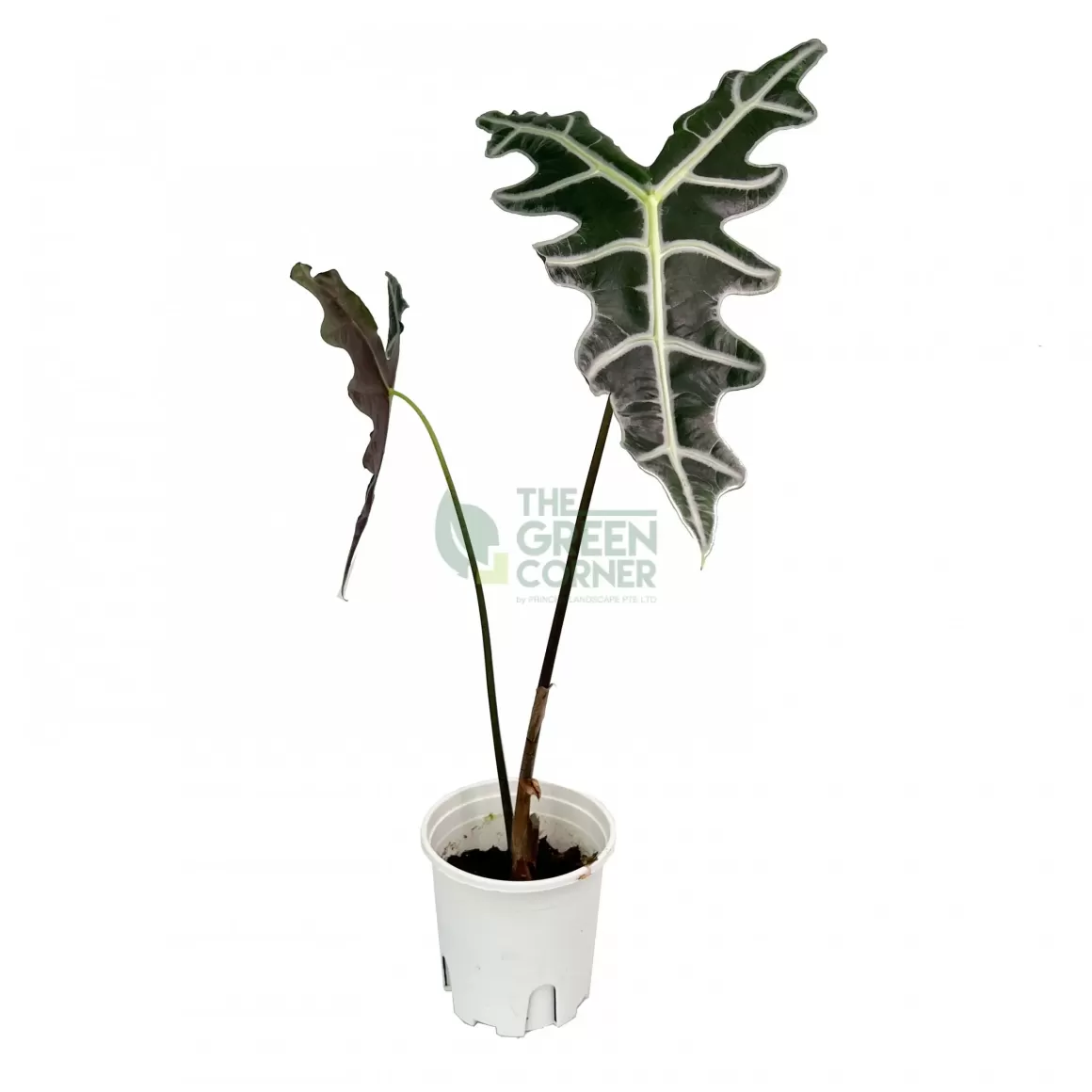 Cheap Alocasia Nobilis Alocasia