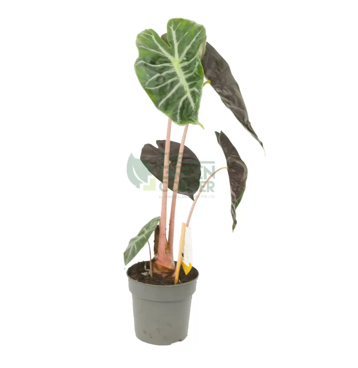 Best Alocasia "Pink Dragon" Alocasia