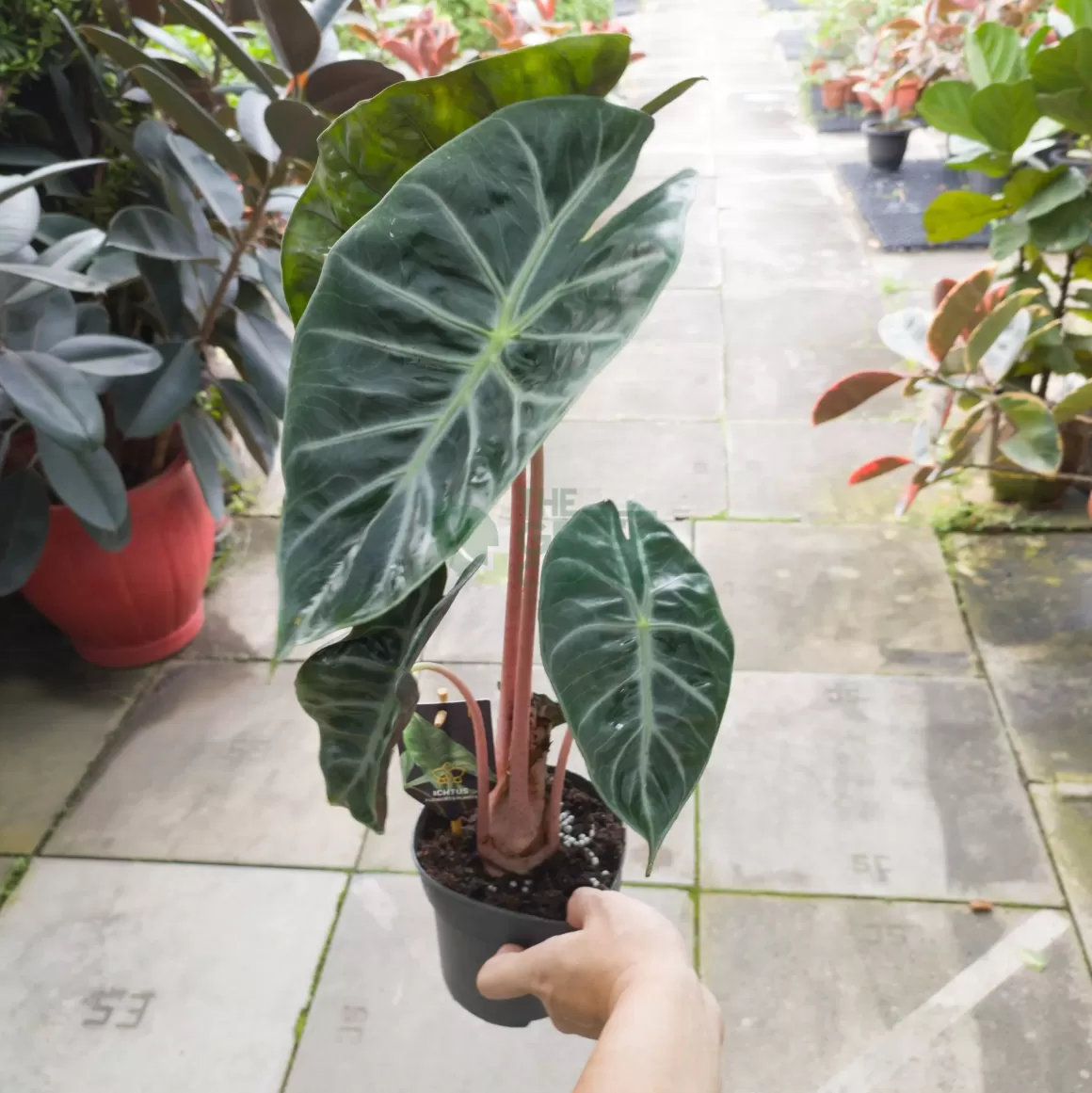 Best Alocasia "Pink Dragon" Alocasia