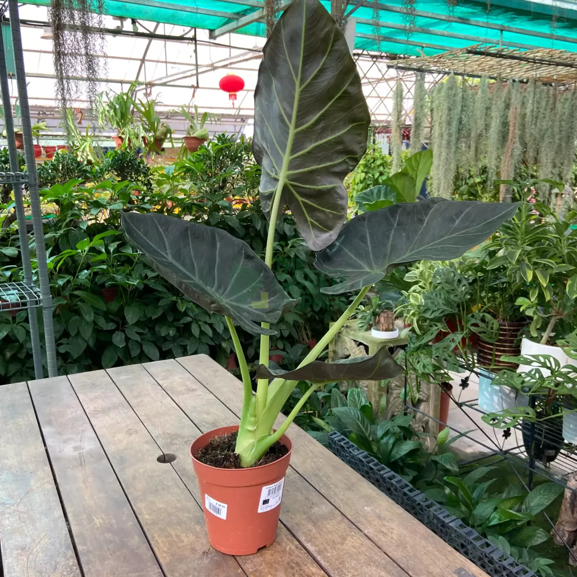 New Alocasia Regal Shields Alocasia