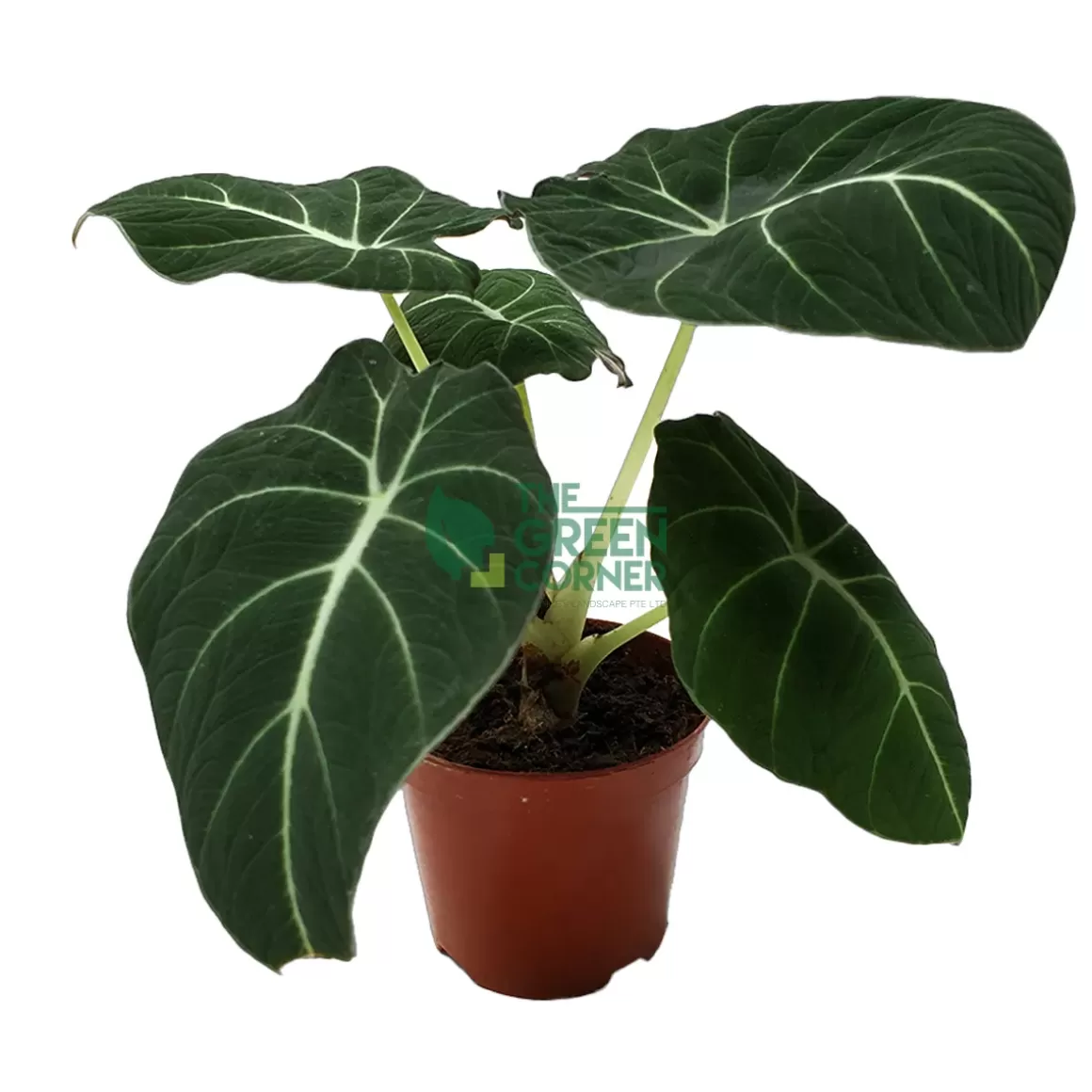 Best Sale Alocasia Reginula Black Velvet Pot 110Mm Alocasia