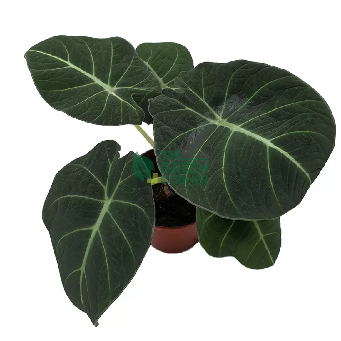 Best Sale Alocasia Reginula Black Velvet Pot 110Mm Alocasia