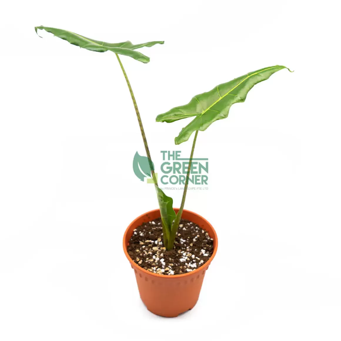 Cheap Alocasia Sarian Pot 120Mm Alocasia