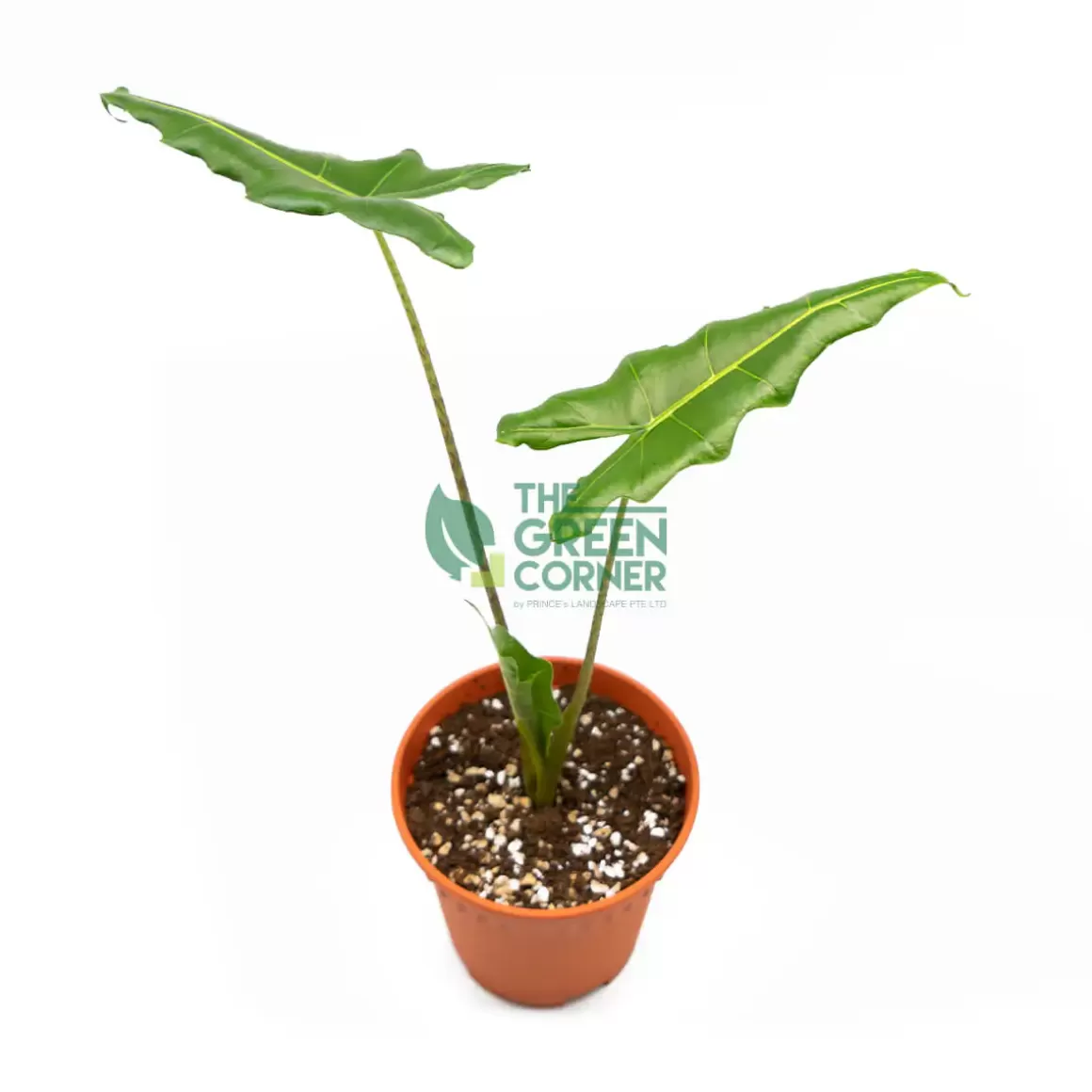 Cheap Alocasia Sarian Pot 120Mm Alocasia