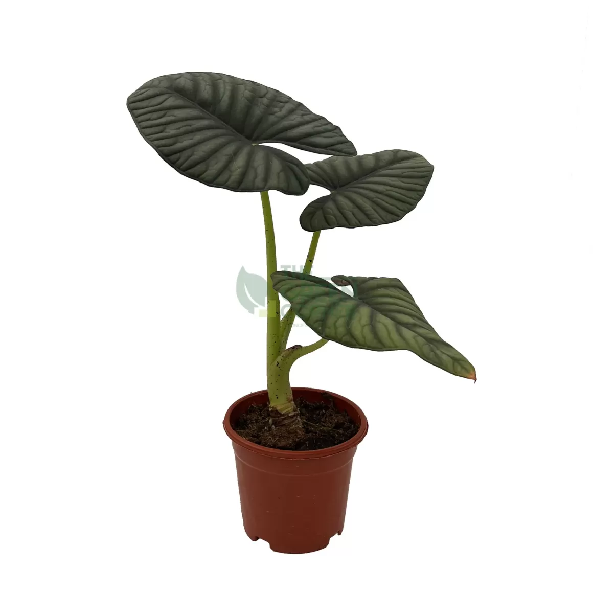 Best Alocasia Silver Nebula Alocasia