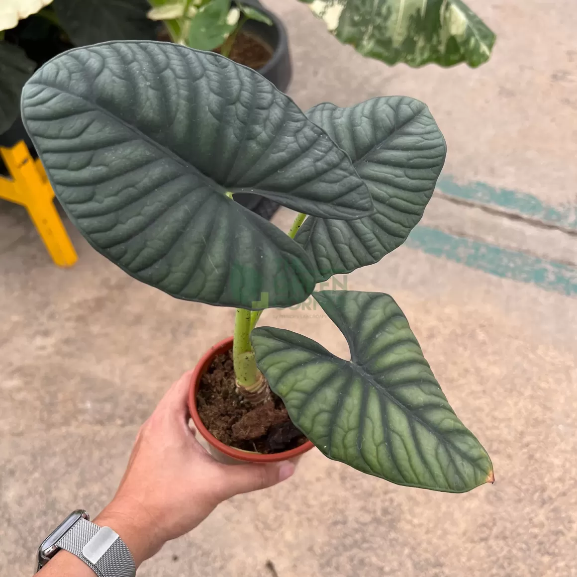 Best Alocasia Silver Nebula Alocasia