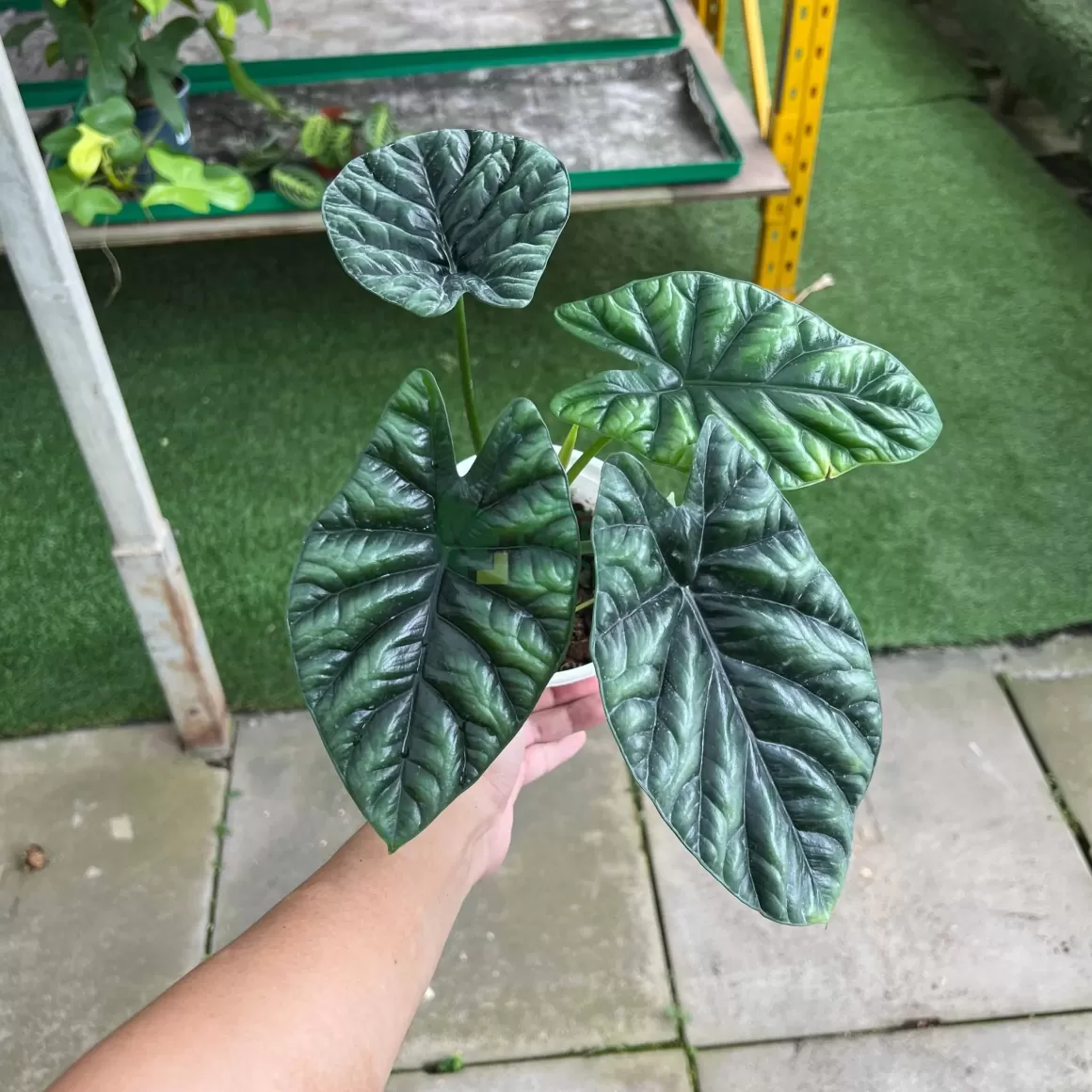 Fashion Alocasia Sinuata Mirror Face Alocasia