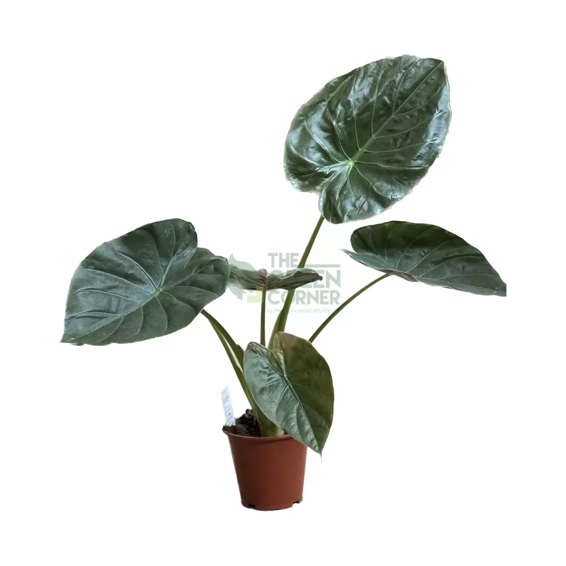 Cheap Alocasia Wentii Alocasia