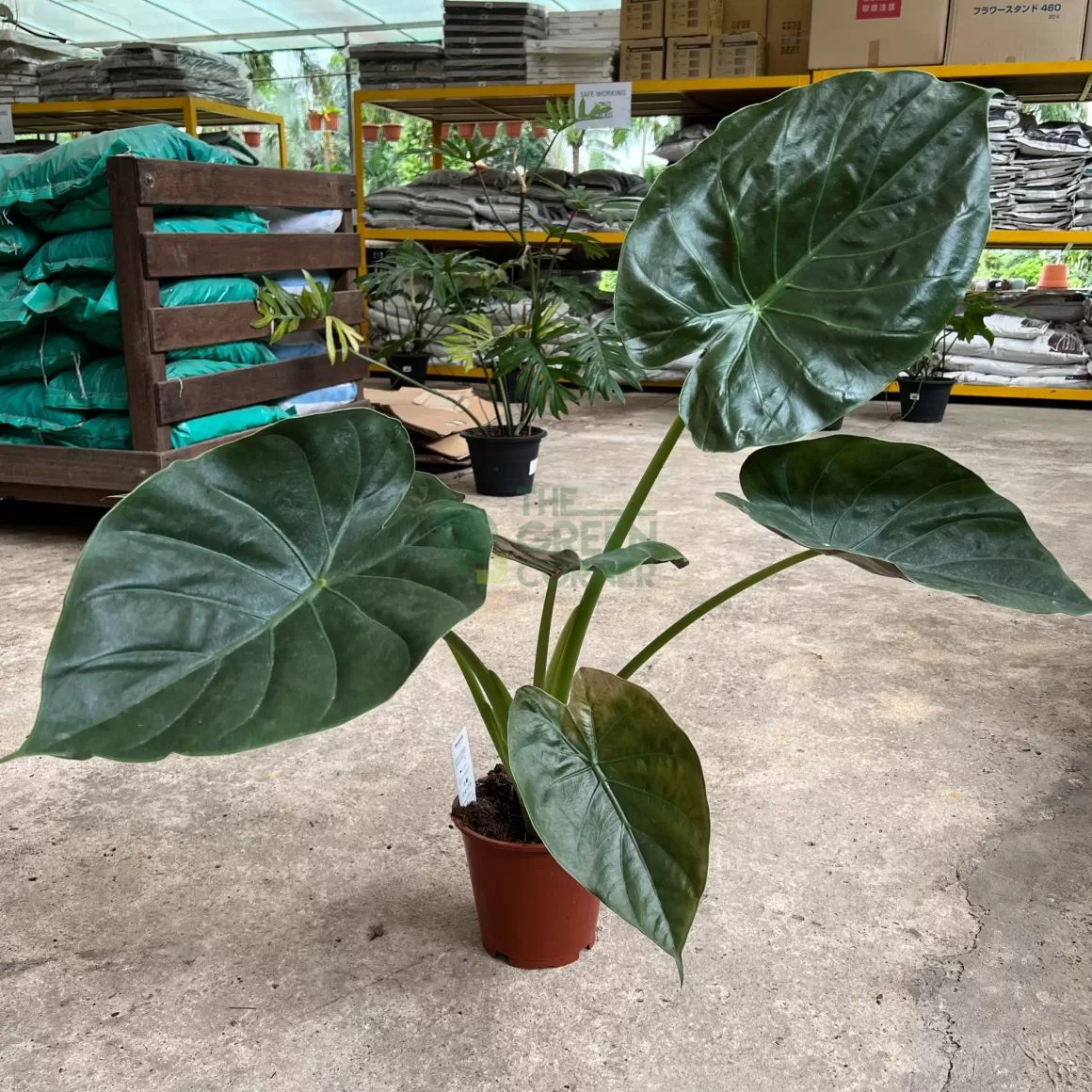 Cheap Alocasia Wentii Alocasia