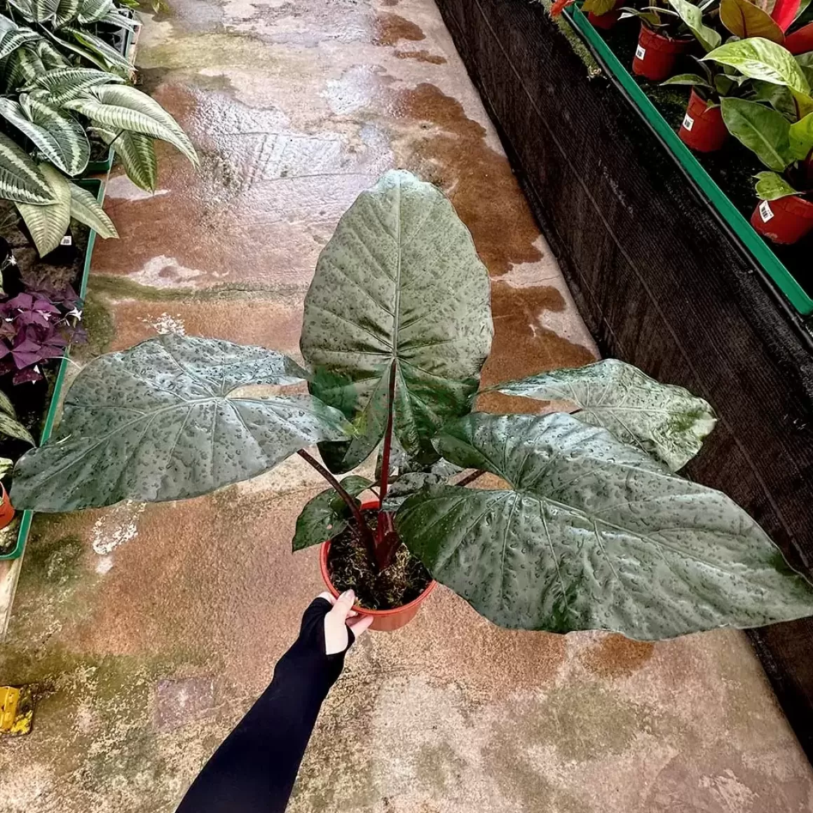 Outlet Alocasia Yukatan Princess Alocasia